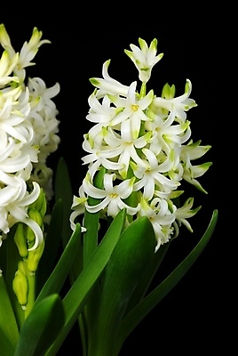 포토 JPG 해외이미지 식물 꽃 백그라운드 잎 겨울 자연 사랑 사람없음 빨간색 초록색 파란색 뷰티 노란색 정원 보라색 봄 흰색 싱글 고립 히아신스 해외포토 계절 감정 컬러 생태계 파일형식 이미지허브