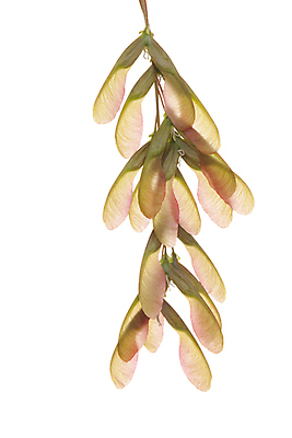 포토 JPG 해외이미지 식물 줄기 단풍 과일 사람없음 빨간색 초록색 노란색 흰배경 해외포토 컬러 백그라운드 잎 흰색 파일형식 이미지허브