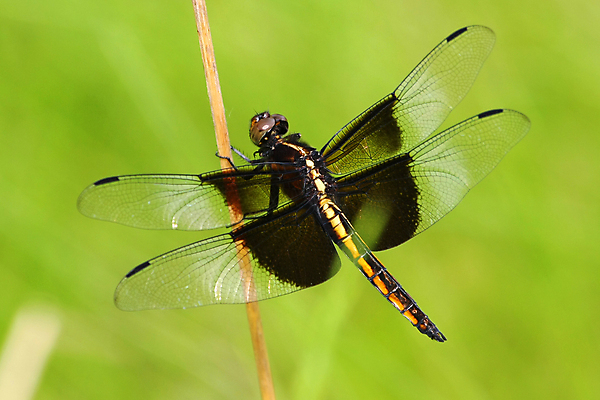 포토 JPG 해외이미지 식물 동물 공원 야생동물 곤충 백그라운드 잎 절지류 날개 자연 휴식 생물 사람없음 빨간색 초록색 물 여름 파란색 뷰티 정원 검은색 봄 연못 닫기 벌레 잠자리 작음 묘사 동물상 해외포토 자연요소 계절 공공시설 컬러 컨셉 모션 조형물 크기 생태계 파일형식 이미지허브