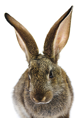 포토 JPG 해외이미지 동물 행복 백그라운드 크리스마스 휴가 새로움 사람없음 회색 흰색 연도 고립 생존 해외포토 기념일 감정 컬러 컨셉 파일형식 이미지허브