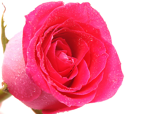 포토 JPG 해외이미지 식물 기념일 꽃잎 꽃 꽃다발 백그라운드 잎 꽃무늬 패턴 데이트 자연 휴가 발렌타인데이 선물 사랑 사람 이벤트 사람없음 빨간색 초록색 물 뷰티 장미 머리 젖음 벚꽃 흰색 축하 인사 신용카드 생일 가시 이슬 오브젝트 싱글 열정 개성 고립 완전 해외포토 자연요소 감정 컬러 컨셉 무늬 데이이벤트 신체부위 금융 예절 생태계 파일형식 이미지허브