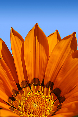 포토 JPG 해외이미지 식물 꽃잎 꽃 백그라운드 꽃무늬 오렌지 자연 하늘 사람없음 세로 파란색 태양 갈색 정원 벚꽃 닫기 묘사 꽃가루 보물 내추럴 강렬 해외포토 자연요소 컬러 무늬 과일 모션 가루 생태계 파일형식 이미지허브