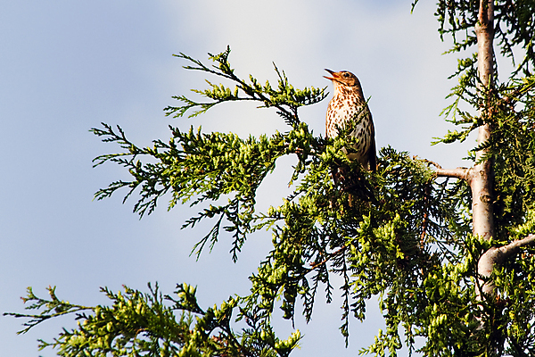 포토 JPG 해외이미지 나무 동물 노래 조류 하늘 사람없음 파란색 맑음 해외포토 식물 음악 컬러 날씨 파일형식 이미지허브