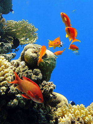 포토 JPG 해외이미지 야생동물 바다 자연 이집트 어류 사람없음 물 수중 산호 해외포토 자연요소 동물 아프리카 수중동물 자포동물 생태계 파일형식 이미지허브