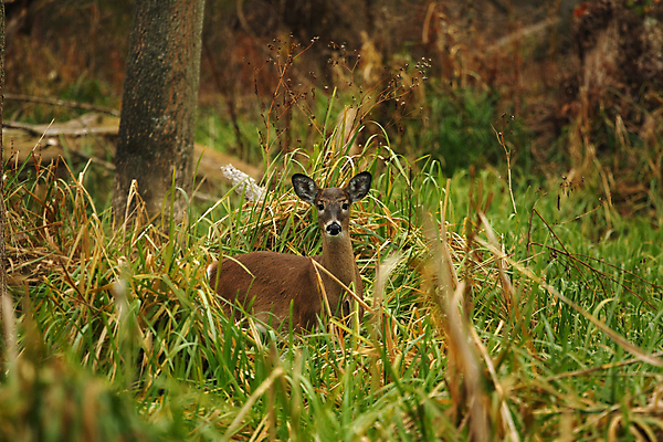 포토 JPG 해외이미지 나무 동물 계절 공원 야생동물 밭 포유류 자연 휴식 뿔 사람없음 야외 갈색 머리 쌓기 달러 흰색 나뭇가지 시골 숲 방목 바퀴자국 싱글 꼬리 사냥 귀 내추럴 동물상 아기사슴 암사슴 해외포토 식물 공공시설 새끼 컬러 컨셉 돈 농업 자국 모션 사슴 신체부위 조형물 축산업 암컷 생태계 파일형식 이미지허브