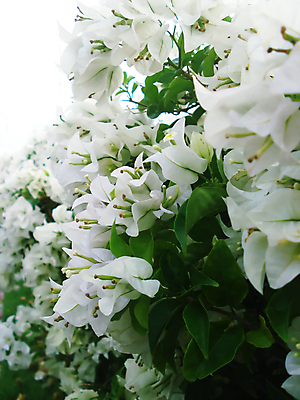 포토 JPG 해외이미지 식물 디자인 공원 꽃잎 꽃 줄기 꽃다발 꽃무늬 밭 자연 이벤트 사람없음 야외 장식 초록색 뷰티 환경 정원 봄 벚꽃 흰색 시골 개화 우아함 작음 다발 원예 질감 화단 꽃가루 내추럴 강렬 파스텔톤 해외포토 계절 공공시설 컬러 컨셉 무늬 농업 취미 크기 가루 생태계 파일형식 이미지허브