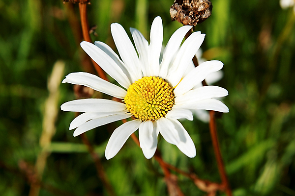 포토 JPG 해외이미지 식물 1 꽃 자연 생물 사람없음 초록색 여름 뷰티 흰색 오브젝트 싱글 리빙 캐모마일 해외포토 계절 컬러 허브 생태계 파일형식 이미지허브