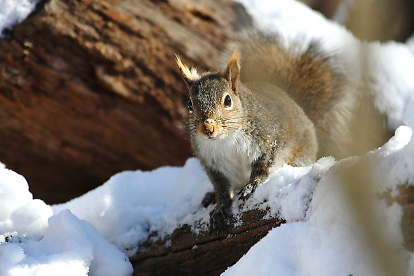 포토 JPG 해외이미지 나무 동물 응시 공원 야생동물 포즈 포유류 발 자연 생물 털 씨앗 사람없음 야외 빨간색 갈색 검은색 회색 견과류 설치류 숲 작음 먹이 모피 먹기 호기심 꼬리 다람쥐 솜털 내추럴 동물상 발톱 수유 해외포토 식물 시선 공공시설 감정 컬러 컨셉 모션 신체부위 조형물 크기 생태계 파일형식 이미지허브