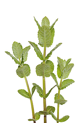 포토 JPG 해외이미지 식물 줄기 잎 사람없음 초록색 나뭇가지 신선 민트 허브 향신료 흰배경 해외포토 나무 컬러 백그라운드 흰색 향미료 파일형식 이미지허브