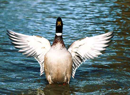 포토 JPG 해외이미지 남자 호수 날개 자연 조류 오리 사람없음 물 파란색 강 컬러풀 힘 에너지 덮개 흰색 떨어짐 힘찬 해외포토 자연요소 동물 컬러 컨셉 사람 뚜껑 생태계 파일형식 이미지허브