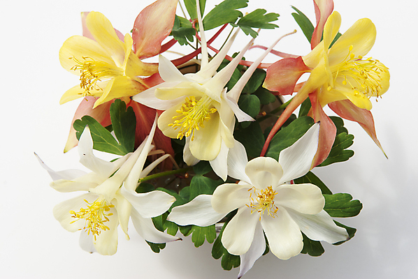 포토 JPG 해외이미지 식물 꽃 꽃다발 컨셉 자연 추상 사람없음 뷰티 들꽃 인사 신선 신용카드 망토 데이지 내추럴 캐모마일 해외포토 무늬 금융 예절 허브 생태계 파일형식 이미지허브