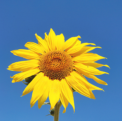 포토 JPG 해외이미지 주간 줄기 하늘 해바라기 사람없음 야외 해외포토 자연요소 식물 꽃 파일형식 이미지허브