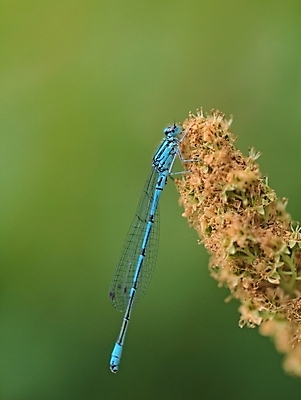 포토 JPG 해외이미지 곤충 백그라운드 날개 자연 사람없음 세로 초록색 파란색 회색 잠자리 묘사 해외포토 동물 컬러 생태계 파일형식 이미지허브