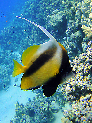 포토 JPG 해외이미지 바다 나비 자연 이집트 어류 사람없음 빨간색 물 컬러풀 수중 산호 장면 해외포토 자연요소 컬러 곤충 아프리카 수중동물 자포동물 생태계 파일형식 이미지허브