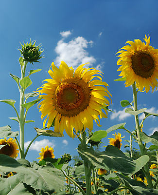 포토 JPG 해외이미지 주간 꽃밭 하늘 해바라기 사람없음 야외 해외포토 자연요소 꽃 파일형식 이미지허브