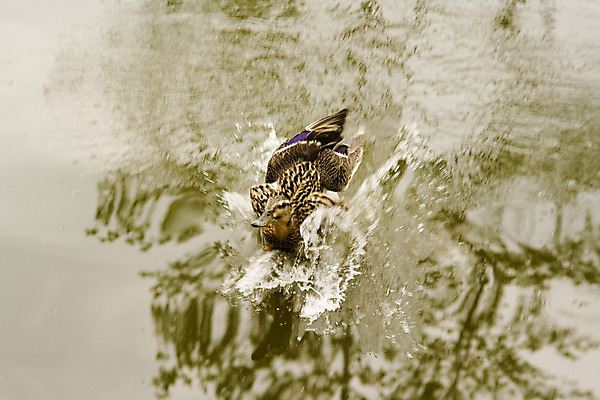 포토 JPG 해외이미지 동물 1 커플 공원 호수 물결 야생동물 자연 조류 오리 사람없음 물 컬러풀 반사 갈색 노란색 머리 수영 가축 젖음 흰색 연못 쌍 깃털 부리 백조 거위 길이 청둥오리 내추럴 민물 방법 해외포토 자연요소 공공시설 컬러 관계 신체부위 수상스포츠 생태계 파일형식 이미지허브