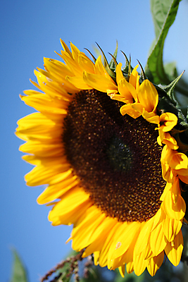 포토 JPG 해외이미지 주간 잎 하늘 해바라기 근접촬영 사람없음 야외 해외포토 자연요소 식물 꽃 뷰포인트 파일형식 이미지허브