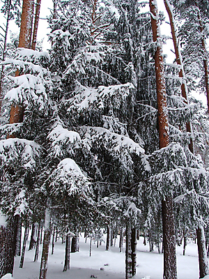 포토 JPG 해외이미지 나무 식물 계절 백그라운드 크리스마스 겨울 자연 휴가 휴식 사람없음 야외 목재 초록색 뷰티 크리스마스트리 환경 냉동 얼음 침묵 추위 덮개 흰색 나뭇가지 황무지 숲 시원함 12월 크리스탈 연도 북극 서리 장면 상록수 침엽수 솜털 전나무 눈보라 해외포토 자연요소 기념일 컬러 컨셉 재료 눈_날씨 소리 뚜껑 날짜 광석 극지방 생태계 파일형식 이미지허브