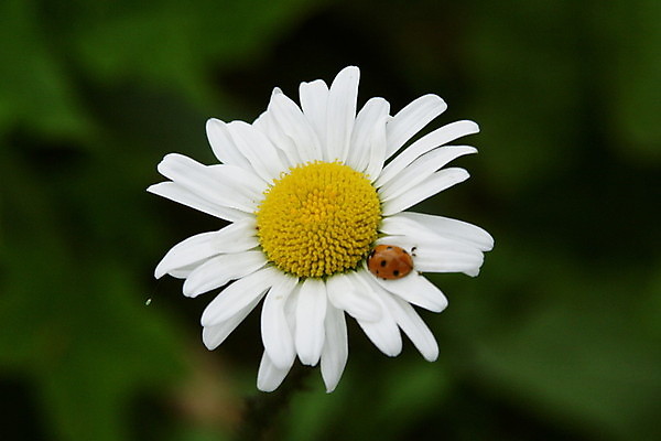 포토 JPG 해외이미지 식물 계절 공원 꽃잎 꽃 줄기 백그라운드 잎 꽃무늬 밭 자연 프레임 풍경 초원 사람없음 야외 초록색 여름 컬러풀 태양 뷰티 농장 환경 정원 맑음 봄 벚꽃 시골 신선 닫기 벌레 땅 무당벌레 양귀비 캐모마일 평야 해외포토 자연요소 공공시설 컬러 곤충 무늬 농업 모션 날씨 허브 생태계 파일형식 이미지허브