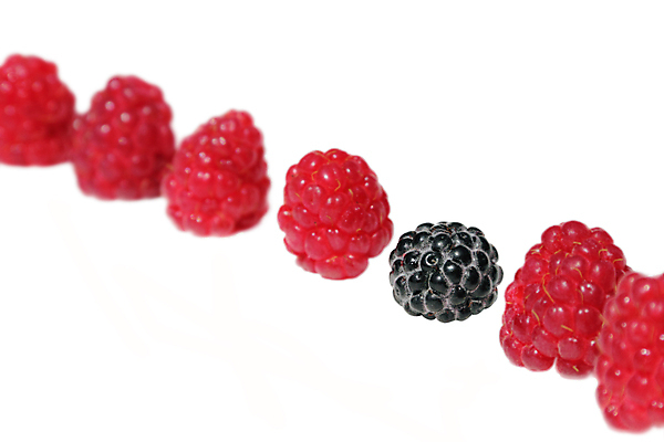 포토 JPG 해외이미지 열매 음식 백그라운드 농업 다이어트 과일 디저트 건강 사람없음 빨간색 여름 컬러풀 정원 검은색 모임 신선 그룹 달콤 맛 먹기 유기농 원예 산딸기 비타민 블랙베리 내추럴 고립 숙성 식욕 식용 원예사 특별함 맛있는 해외포토 식물 직업 웰빙 계절 산업 컬러 컨셉 모션 취미 영양소 파일형식 이미지허브