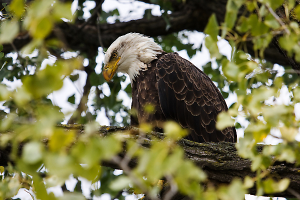 포토 JPG 해외이미지 주간 야생동물 사람없음 야외 독수리 흰머리독수리 해외포토 자연요소 동물 조류 파일형식 이미지허브