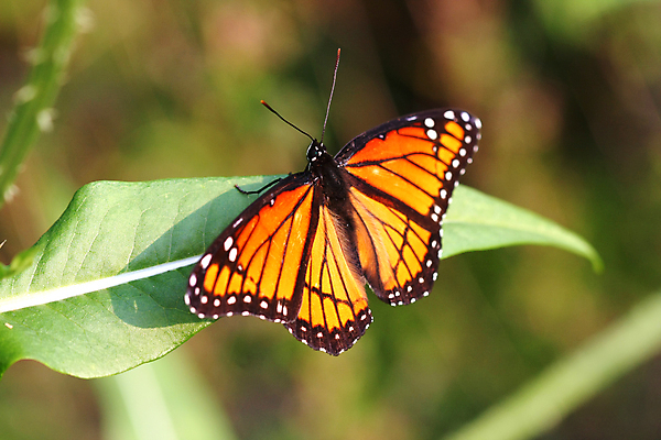 포토 JPG 해외이미지 식물 동물 디자인 야생동물 나비 곤충 백그라운드 패턴 절지류 날개 오렌지 자연 날리기 안테나 사람없음 그래픽 여름 컬러풀 뷰티 검은색 봄 자유 흰색 그리기 벌레 주식 만들기 꿀 내추럴 해외포토 계절 컬러 컨셉 무늬 과일 통신 모션 금융 생태계 파일형식 이미지허브