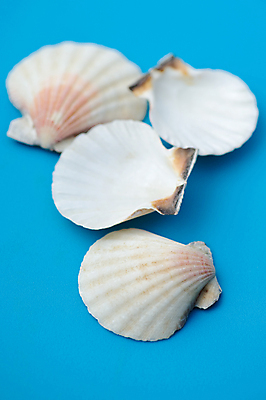 포토 JPG 해외이미지 동물 디자인 바다 백그라운드 컨셉 패턴 자연 조개 어류 해변 사람없음 장식 파란색 컬러풀 갈색 묘사 유기농 수족관 해외포토 웰빙 컬러 무늬 어패류 수중동물 생태계 파일형식 이미지허브