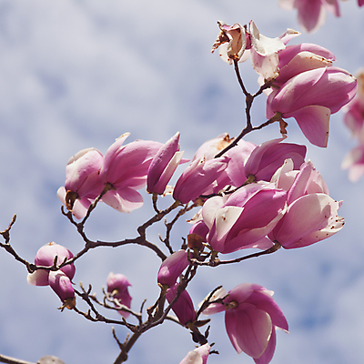 포토 JPG 해외이미지 주간 사람없음 야외 아웃포커스 봄 목련 해외포토 자연요소 계절 꽃 촬영기법 파일형식 이미지허브