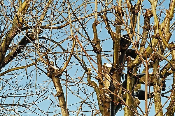 포토 JPG 해외이미지 나무 겨울 하늘 사람없음 빛 얼음 흐름 추위 나뭇가지 해외포토 자연요소 식물 계절 컨셉 파일형식 이미지허브