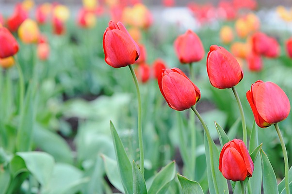 포토 JPG 해외이미지 주간 꽃밭 사람없음 야외 아웃포커스 빨간색 튤립 해외포토 자연요소 꽃 컬러 촬영기법 파일형식 이미지허브