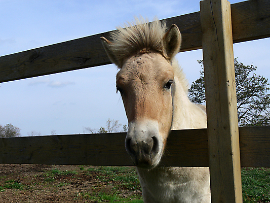 포토 JPG 해외이미지 동물 야생동물 스포츠 2 밭 포유류 자연 엄마 노르웨이 초원 사람없음 야외 뷰티 농장 갈색 가축 경쟁 자녀 시골 아기 승마 카우보이 승차 갈기 조랑말 내추럴 망아지 기르기 방목장 해외포토 레이스천 유럽 새끼 컬러 컨셉 농업 가족 모션 사람 직물 말_동물 생태계 돌봄 파일형식 이미지허브