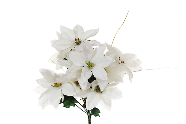 포토 JPG 해외이미지 식물 디자인 계절 꽃잎 꽃 꽃다발 꽃무늬 자연 휴가 선물 이벤트 사람없음 뷰티 우주 봄 성장 벚꽃 흰색 신선 화려 닫기 빗방울 순수 심플 고립 인공 완전 해외포토 컬러 컨셉 무늬 모션 비_날씨 생태계 파일형식 이미지허브