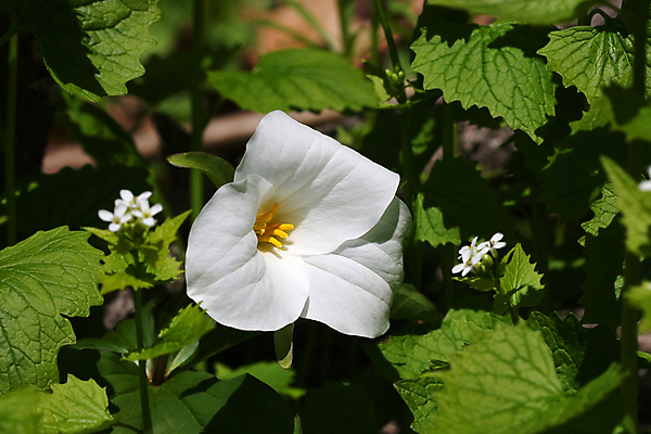 포토 JPG 해외이미지 식물 공원 꽃잎 꽃 꽃다발 잎 꽃무늬 자연 사람없음 야외 목재 초록색 여름 뷰티 노란색 환경 정원 봄 들꽃 벚꽃 흰색 개화 행운 닫기 숲 심볼 묘사 내추럴 삼림지대 생태학 해외포토 나무 계절 공공시설 교육 컬러 컨셉 무늬 재료 모션 생태계 파일형식 이미지허브