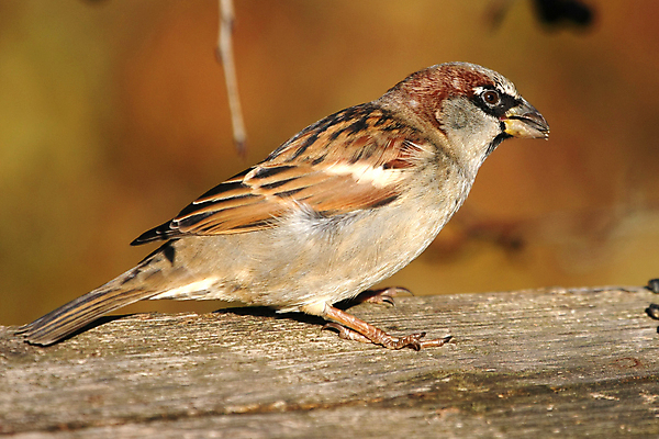 포토 JPG 해외이미지 나무 동물 남자 야생동물 백그라운드 겨울 날개 노래 자연 조류 하늘 주택 앉기 사람없음 목재 파란색 울타리 갈색 추위 나뭇가지 작음 깃털 꼬리 부리 참새 내추럴 동물상 해외포토 식물 계절 음악 컬러 재료 모션 사람 건물 담장 조형물 크기 생태계 파일형식 이미지허브