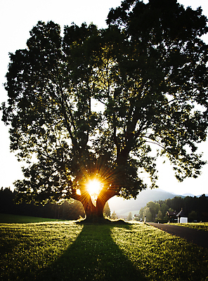 포토 JPG 해외이미지 나무 식물 계절 실루엣 도로 잎 밭 오렌지 자연 하늘 사람없음 야외 목재 세로 초록색 빛 햇빛 태양 뷰티 일출 환경 침묵 황혼 일몰 봄 나뭇가지 시골 신비 싱글 장면 내추럴 해외포토 자연요소 길 컬러 컨셉 농업 과일 재료 교통시설 촬영기법 노을 소리 생태계 파일형식 이미지허브