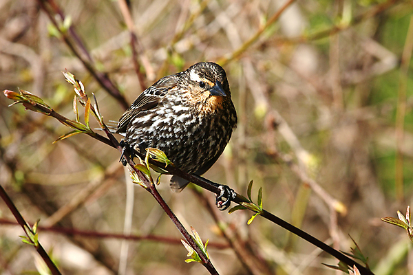 포토 JPG 해외이미지 나무 동물 공원 여자 남자 야생동물 날개 오렌지 자연 조류 앉기 사람없음 야외 빨간색 초록색 여름 파란색 컬러풀 노란색 보라색 검은색 봄 나뭇가지 습지 숲 작음 무서움 깃털 꼬리 부리 계산서 고립 뒤뜰 해외포토 식물 계절 공공시설 감정 컬러 과일 모션 사람 크기 생태계 파일형식 이미지허브