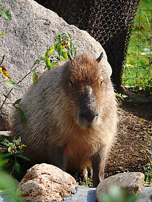 포토 JPG 해외이미지 동물 야생동물 포유류 자연 털 동물원 사람없음 야외 초록색 물 머리카락 잠 그룹 닫기 설치류 남쪽 물갈퀴 동물상 모스크바 해외포토 자연요소 컬러 모션 조형물 머리 방향 생태계 러시아 파일형식 이미지허브