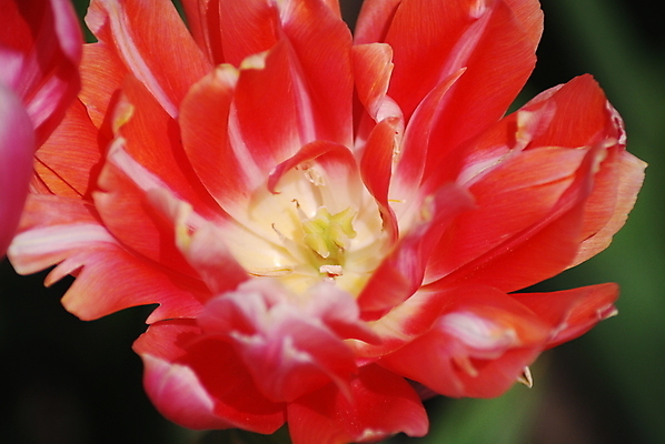 포토 JPG 해외이미지 식물 꽃잎 꽃 줄기 분홍색 백그라운드 잎 꽃무늬 자연 사람없음 빨간색 초록색 머리 정원 튤립 닫기 해외포토 컬러 무늬 모션 신체부위 생태계 파일형식 이미지허브