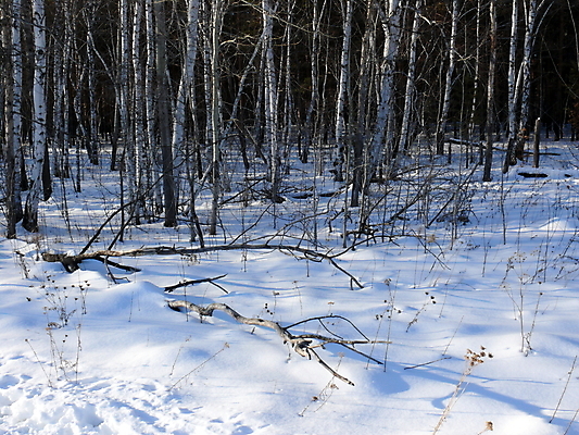 포토 JPG 해외이미지 백그라운드 겨울 하늘 아침 사람없음 목재 파란색 흰색 티켓 숲 서리 전나무 자작나무 해외포토 주간 나무 계절 컬러 재료 파일형식 이미지허브