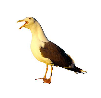 포토 JPG 해외이미지 동물 야생동물 클리핑패스 갈매기 조류 사람없음 오브젝트 고립 해외포토 파일형식 이미지허브