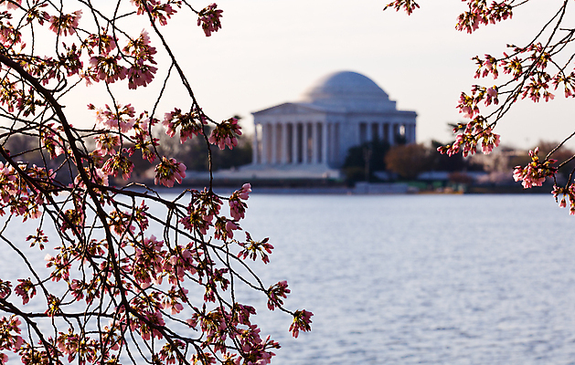 포토 JPG 해외이미지 계절 공원 꽃 분홍색 여행 건축양식 자연 사람없음 빨간색 일출 탑 일본 축제 미국 봄 새벽 벚꽃 도시 개화 체리 쇼핑몰 심볼 대야 기념물 천연기념물 해일 해외포토 자연요소 식물 건축물 공공시설 건축 아시아 컬러 북아메리카 과일 노을 자연재해 생태계 파일형식 이미지허브