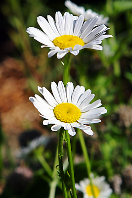 포토 JPG 해외이미지 식물 디자인 계절 꽃잎 꽃 실루엣 백그라운드 컨셉 잎 꽃무늬 패턴 밭 자연 벽지 추상 프레임 미술 사람없음 장식 초록색 컬러풀 뷰티 노란색 정원 봄 성장 벚꽃 흰색 신선 묘사 오브젝트 데이지 내추럴 고립 해외포토 컬러 무늬 농업 문화예술 촬영기법 생태계 파일형식 이미지허브