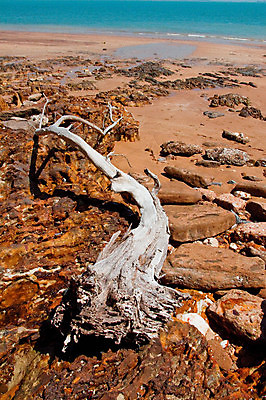 포토 JPG 해외이미지 야생동물 모래 바다 풍경 사람없음 물 파란색 태평양 해외포토 자연요소 동물 컬러 파일형식 이미지허브