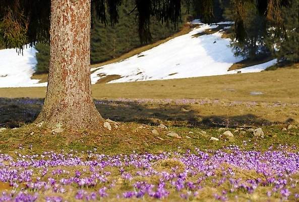 포토 JPG 해외이미지 나무 꽃 유럽 산 풍경 사람없음 보라색 봄 4월 5월 언덕 암초 폴란드 해외포토 식물 계절 나라 컬러 날짜 파일형식 이미지허브