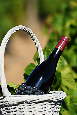 포토 JPG 해외이미지 음료 잎 농업 자연 요리 사람없음 야외 교회 바구니 와인 수확 시골 지역 해외포토 식물 산업 종교건축 주류 건물 생태계 파일형식 이미지허브