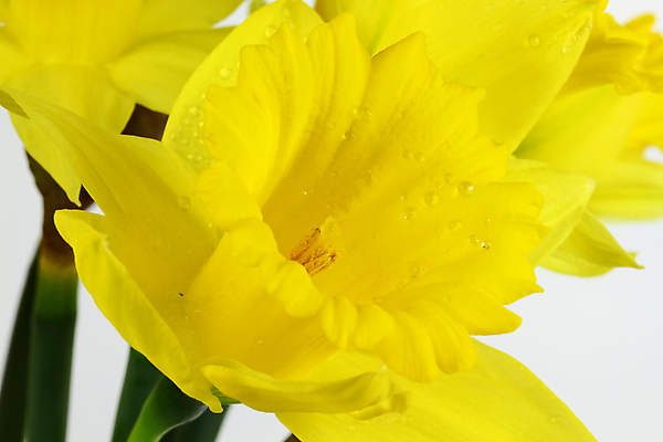 포토 JPG 해외이미지 식물 계절 꽃잎 꽃 사람없음 물 노란색 봄 물방울 전기에너지 꽃가루 수선화 필라멘트 해외포토 자연요소 컬러 에너지 가루 파일형식 이미지허브