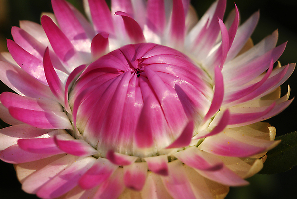 포토 JPG 해외이미지 식물 계절 꽃잎 꽃 분홍색 백그라운드 꽃무늬 자연 사람없음 장식 뷰티 정원 봄 벚꽃 개화 그늘 데이지 고립 해외포토 컬러 무늬 생태계 파일형식 이미지허브