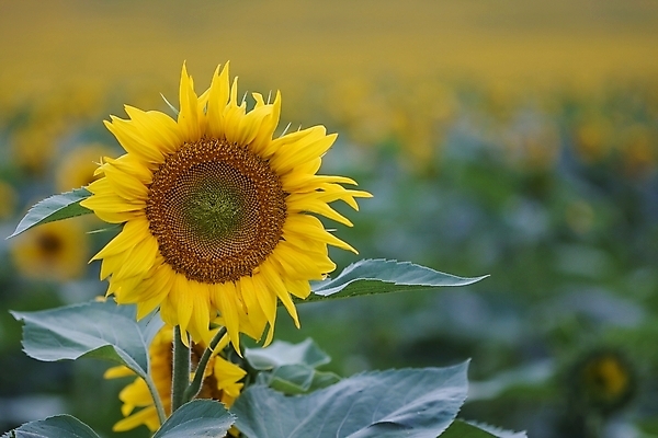 포토 JPG 해외이미지 주간 줄기 잎 꽃밭 해바라기 사람없음 야외 아웃포커스 해외포토 자연요소 식물 꽃 촬영기법 파일형식 이미지허브