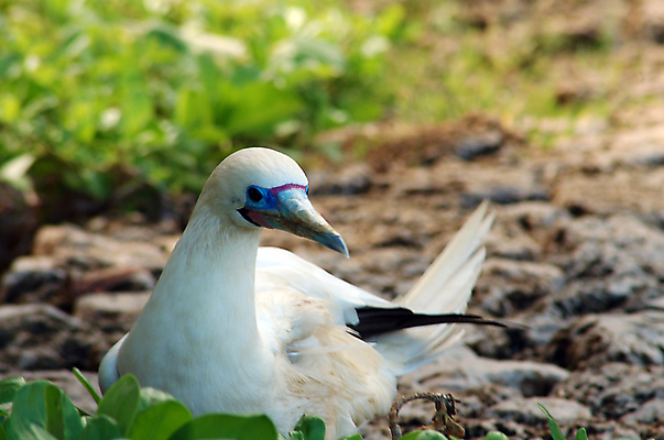 포토 JPG 해외이미지 동물 야생동물 이동 날개 조류 낚시 어류 사람없음 야외 물 파란색 흰색 습지 깃털 기중기 사냥 부리 사냥꾼 철새 해외포토 자연요소 직업 컬러 컨셉 레저 수중동물 중장비 파일형식 이미지허브