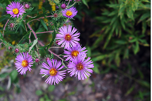 포토 JPG 해외이미지 식물 디자인 계절 공원 꽃잎 꽃 꽃다발 백그라운드 잎 꽃무늬 패턴 일러스트 자연 미술 사람없음 야외 장식 초록색 컬러풀 뷰티 노란색 정원 보라색 봄 활발 벚꽃 흰색 신선 개화 닫기 제비꽃 묘사 데이지 내추럴 해외포토 공공시설 컬러 컨셉 무늬 모션 문화예술 생태계 파일형식 이미지허브